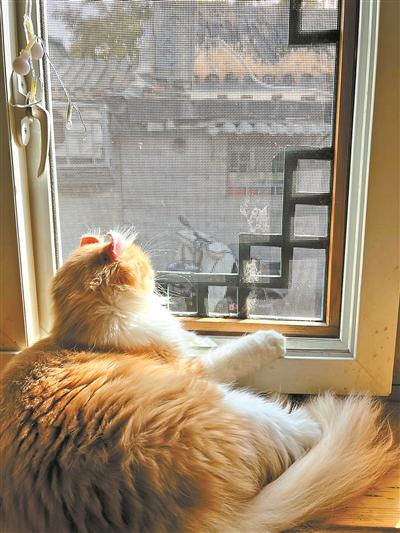 98策略 猫心里 有一扇门