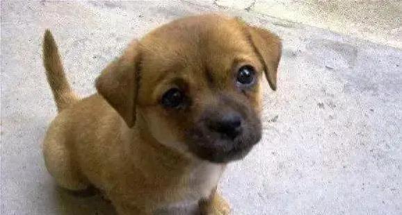 逸富盈策略 主人外出时，狗狗紧随守护家园，却没想到它还能识别潜在威胁